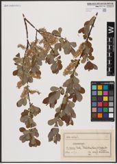 Foto von Salix aurita L.